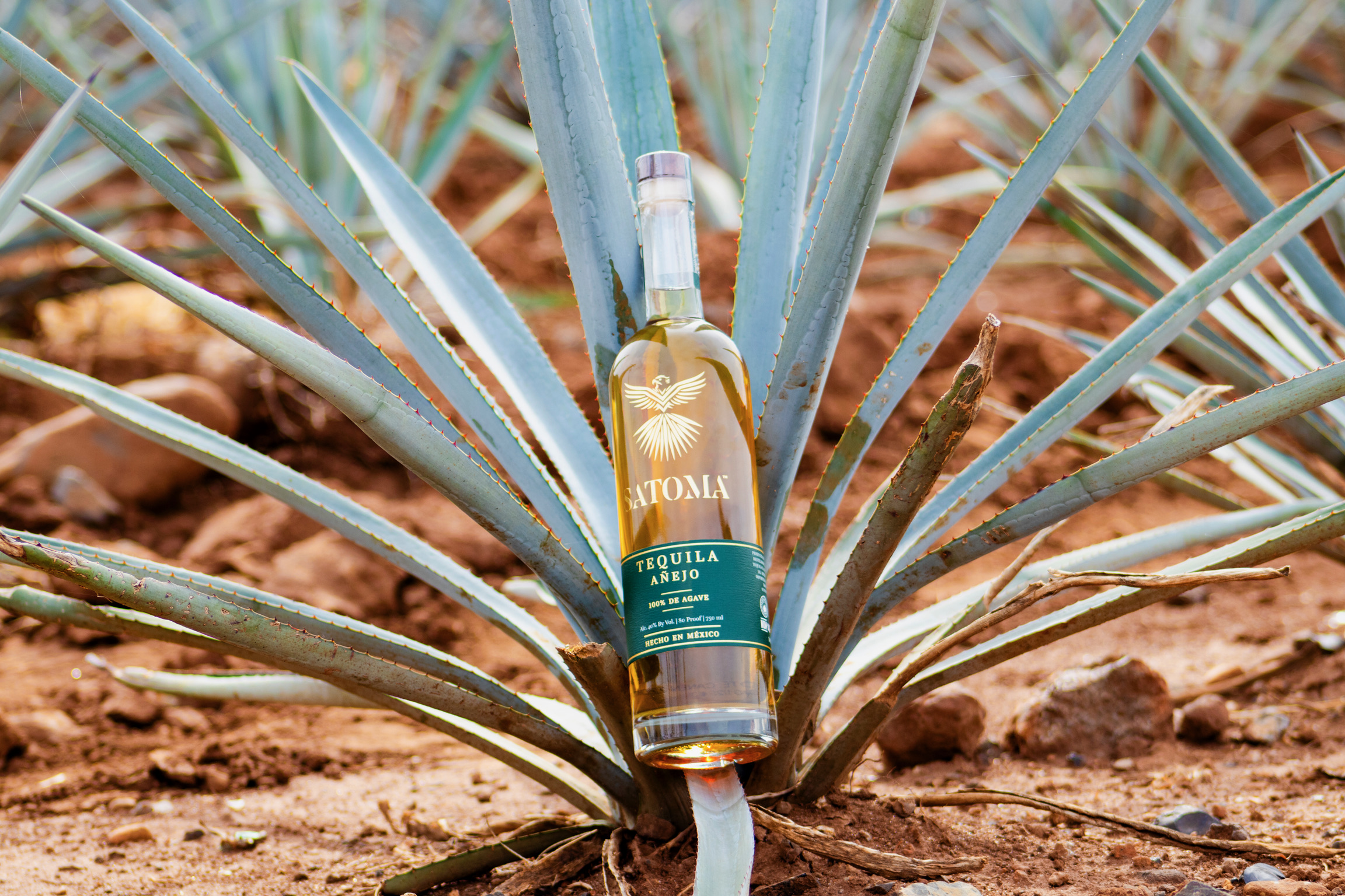 Satoma Añejo resting on an agave plant