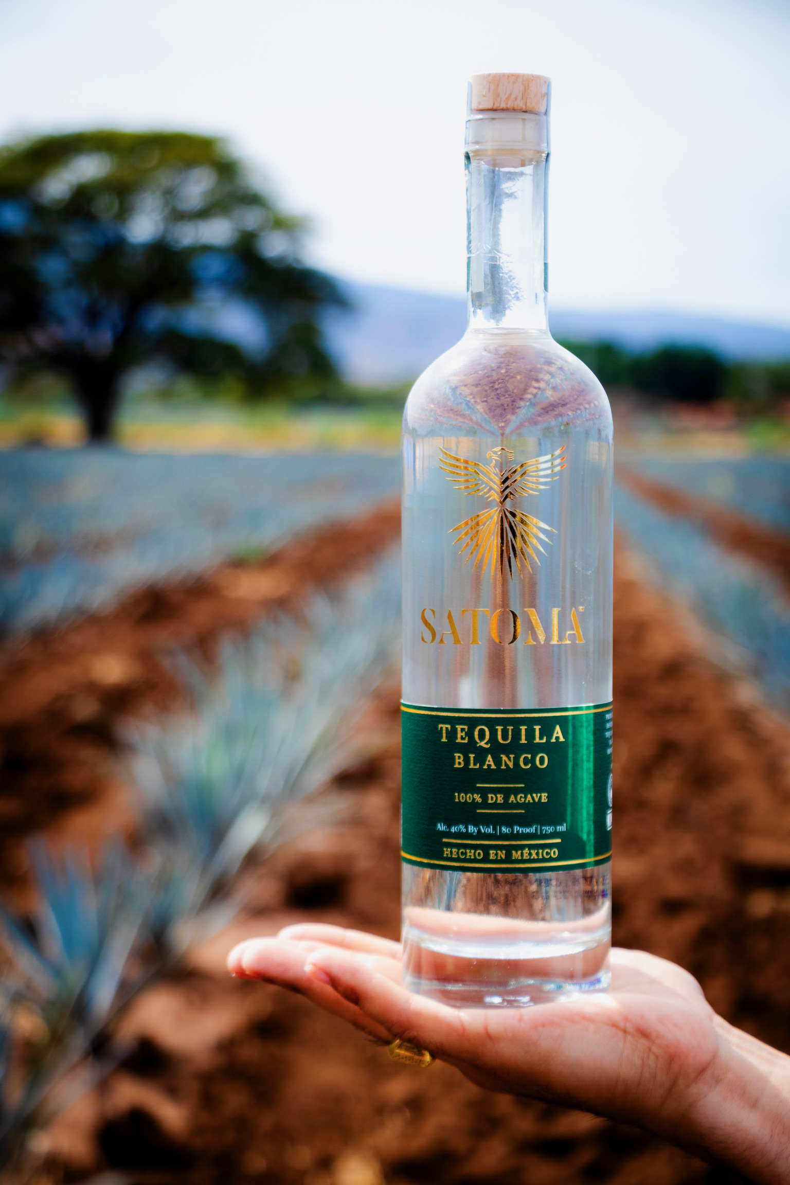 Hand holding Satoma Blanco in agave field