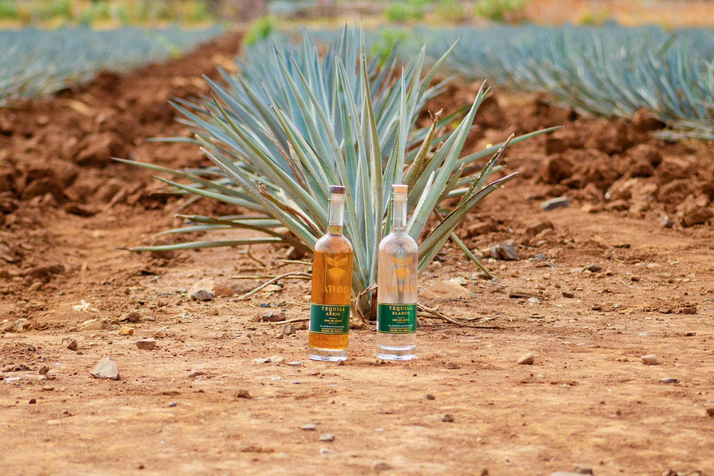 Two tequila bottles in the agave field